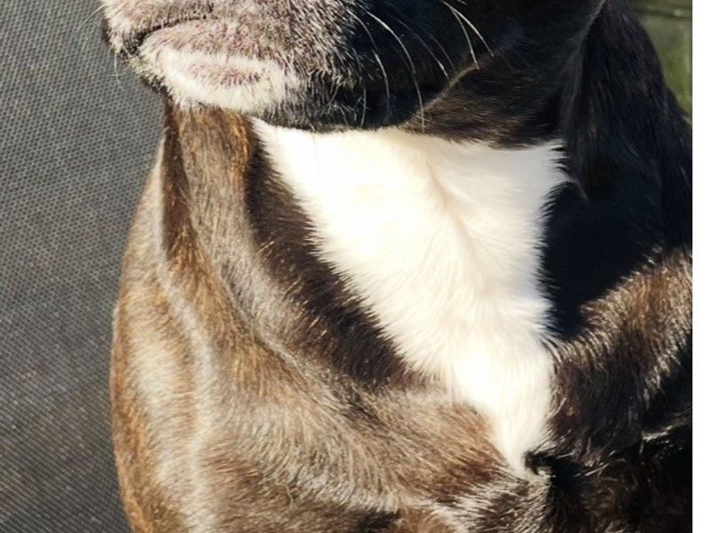 Cassius - Image 2 of 5