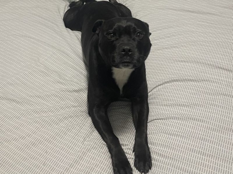 Cassius - Image 4 of 5