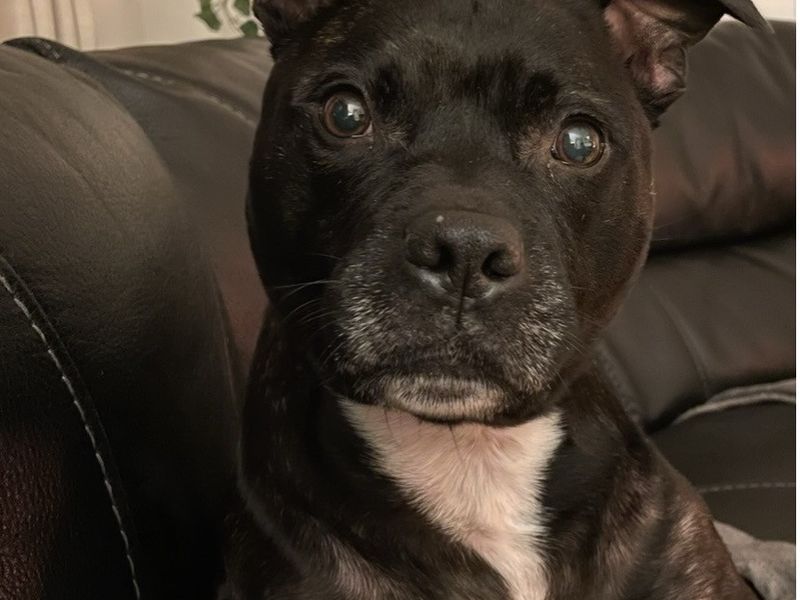 Staffordshire Bull Terrier for adoption in Cardiff, Glamorgan – 9 years old