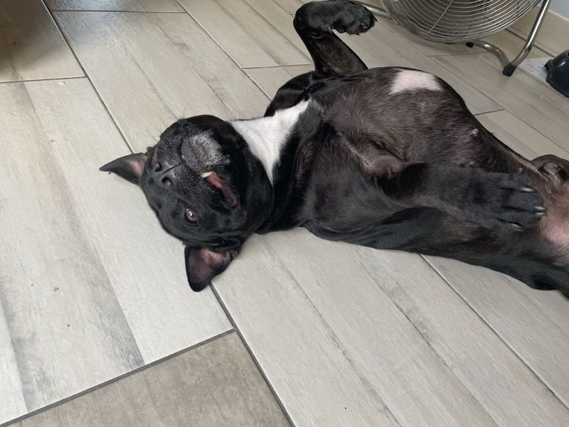 Cassius - Image 5 of 5