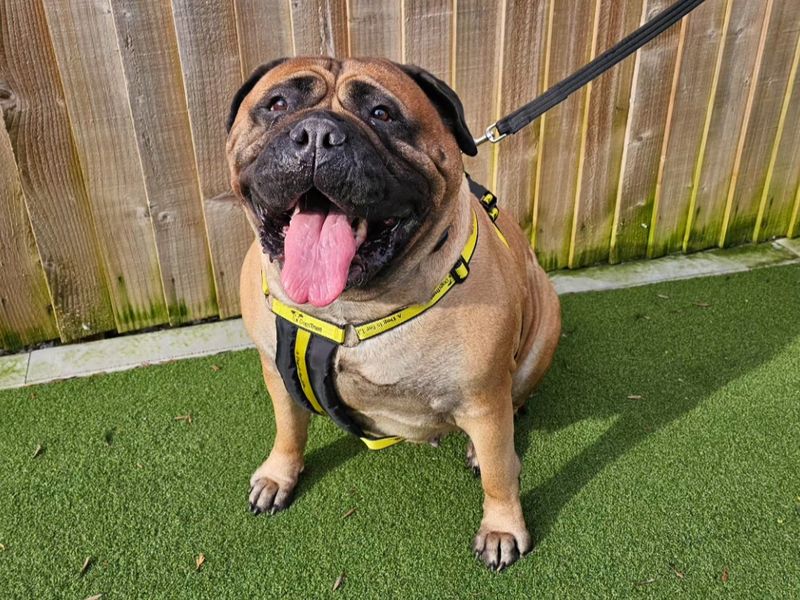 Cocoa - Image 2 of 3