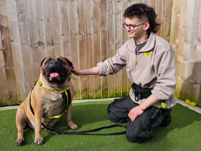 Cocoa - Image 3 of 3