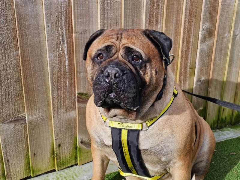 Cocoa, a 6 years old female Mastiff available for adoption from Dogs Trust in Evesham, West Midlands