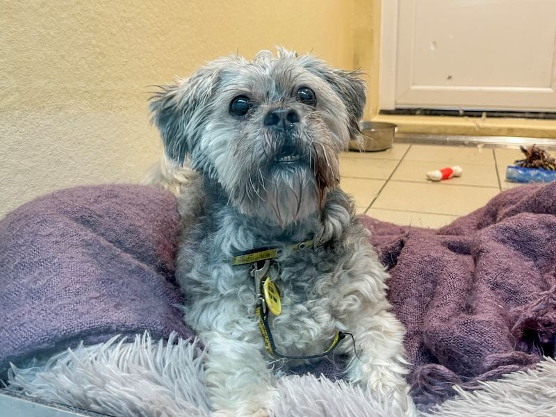 Gizmo, a 8 years old female Unknown available for adoption from Dogs Trust in Evesham, West Midlands