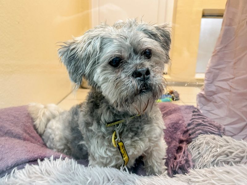 Gizmo - Image 2 of 3