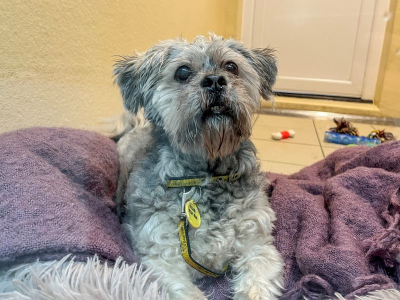 Gizmo - Image 3 of 3