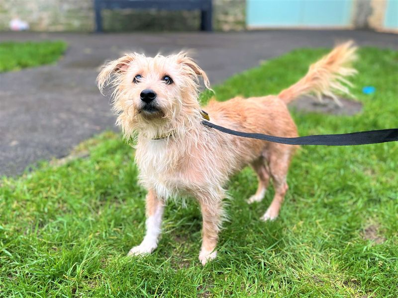 Jack Russell Terrier for adoption in Mid Glamorgan, Wales – 6 years old