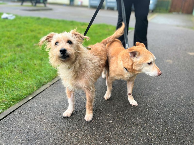 Jack Russell Terrier for adoption in Rhondda Cynon Taf – 6 years old - Image 3 of 4
