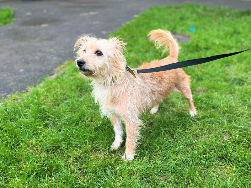 Jack Russell Terrier for adoption in Rhondda Cynon Taf – 6 years old - Image 4 of 4