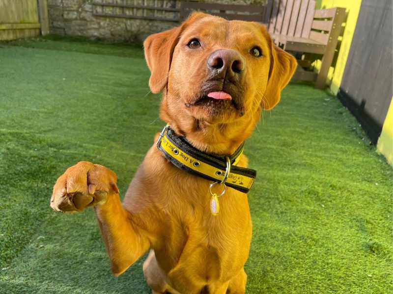 Peanut | Retriever (Labrador) | West Calder (Edinburgh) - 1