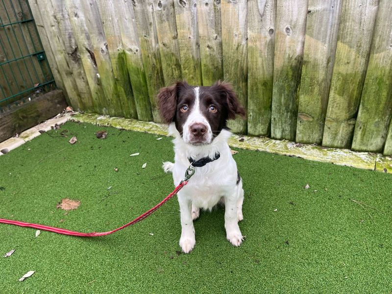 Springer Spaniel for adoption in Cardiff – 6 months old - Image 4 of 4