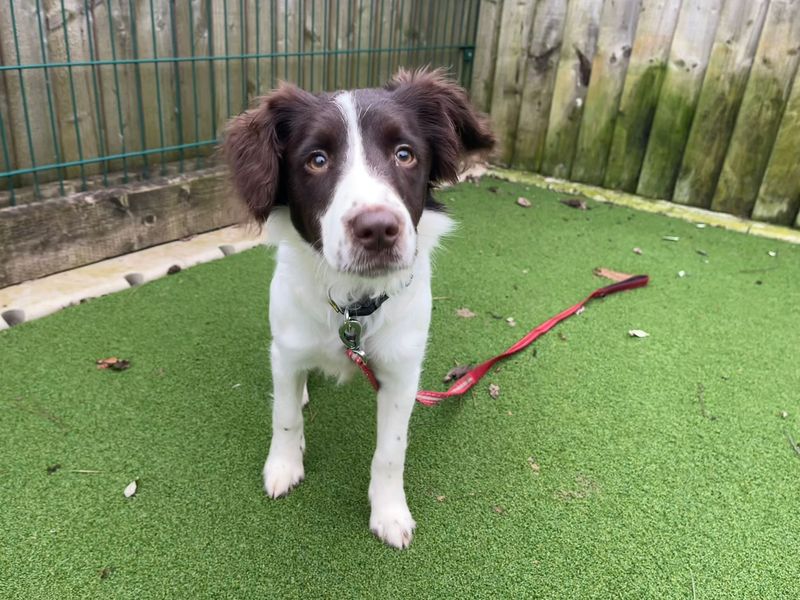 Springer Spaniel for adoption in Cardiff – 6 months old - Image 2 of 4