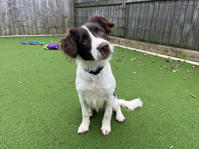 Springer Spaniel for adoption in Cardiff – 6 months old - Image 3 of 4
