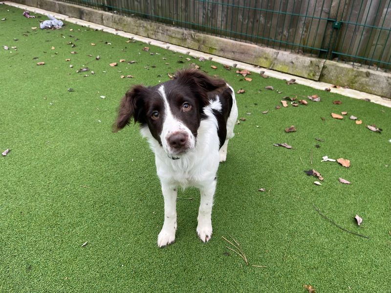 Springer Spaniel Dogs And Puppies For Adoption