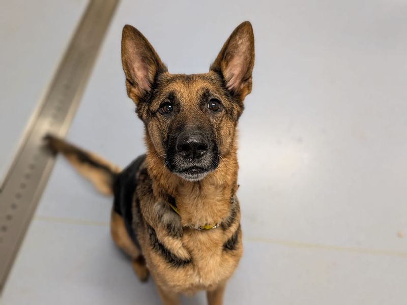 German Shepherd for adoption in Cardiff – 8 years old - Image 2 of 2