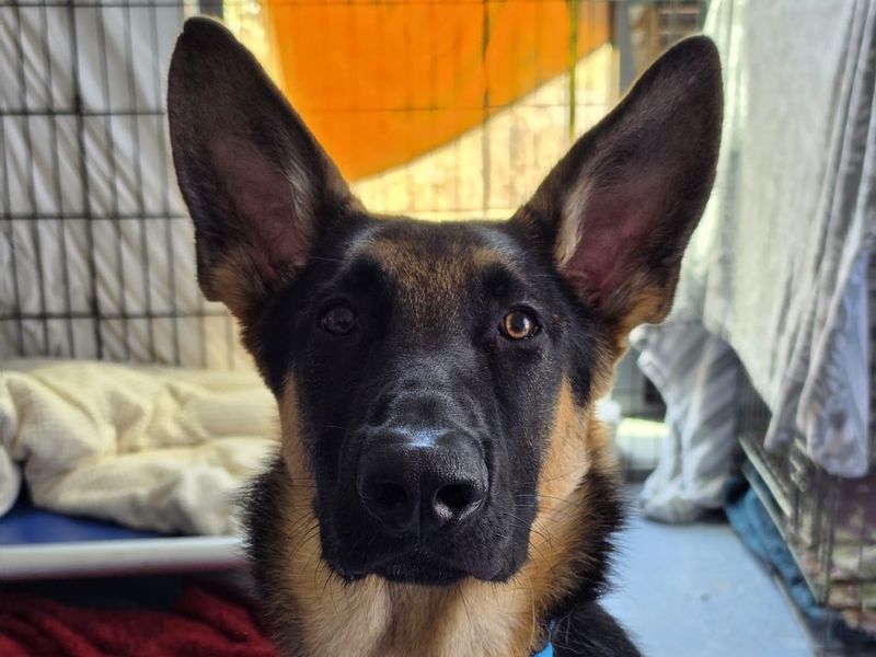 German Shepherd Dogs And Puppies For Adoption