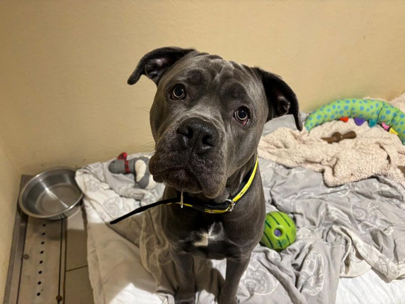 Cane Corso for adoption in Cardiff, Glamorgan – 1 year old