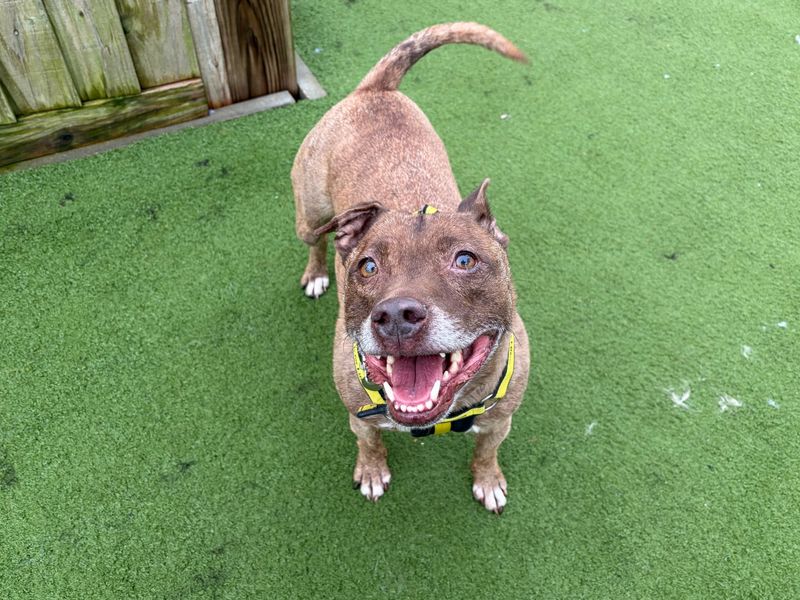 Staffordshire Bull Terrier Dogs And Puppies For Adoption