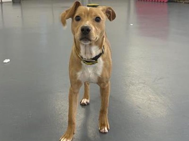 Staffordshire Bull Terrier for adoption in Ballymena, Co Antrim – 7 months old