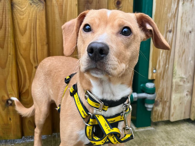 Cash, a Unknown old male Unknown available for adoption from Dogs Trust in Ballymena, Northern Ireland