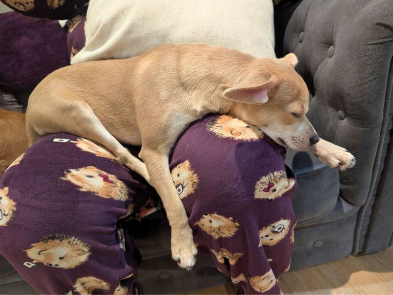 Valentino - Image 3 of 3