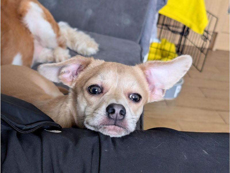 Valentino, a Unknown old male Unknown available for adoption from Dogs Trust in Salisbury, Wiltshire