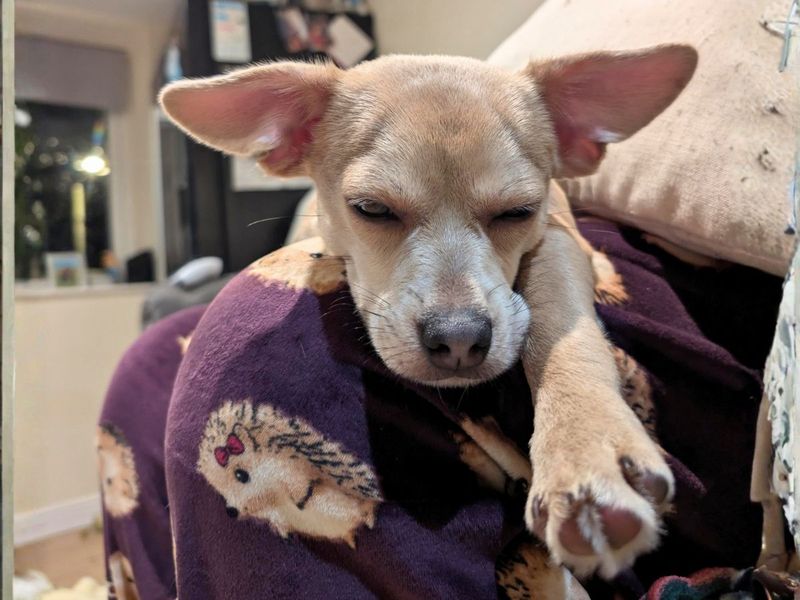 Valentino - Image 2 of 3