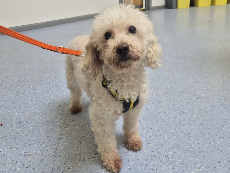 Peggy - Image 3 of 3