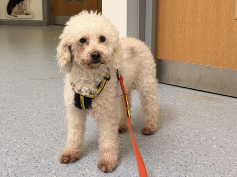 Poodle for adoption in Wymeswold, Leicestershire – 9 years old