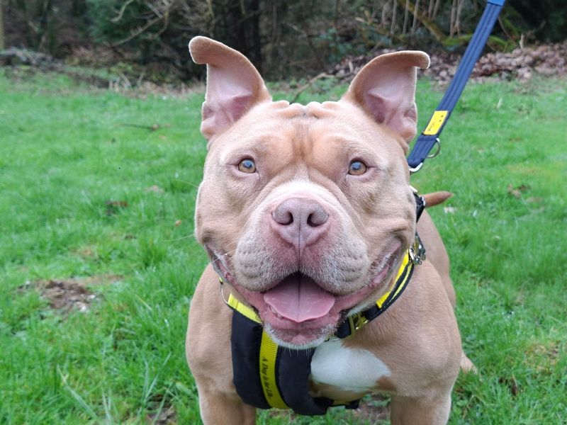 Zeus | American Bully Pocket | Ilfracombe - 1