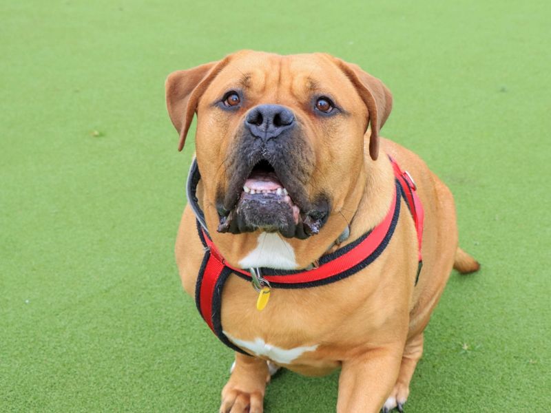 Ronnie, a 4 years old male Dogue de Bordeaux available for adoption from Dogs Trust in Evesham, West Midlands