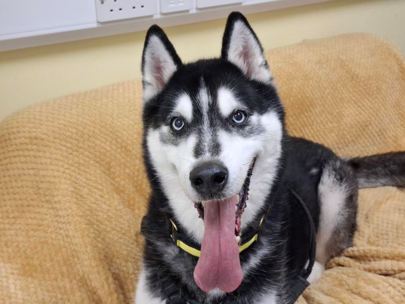 Rocky - Image 3 of 4