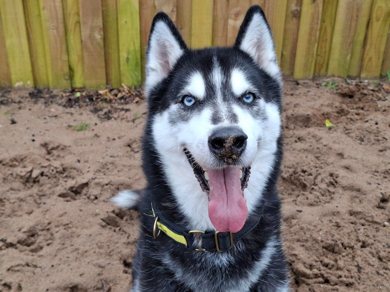 Rocky | Siberian Husky | Ilfracombe - 1