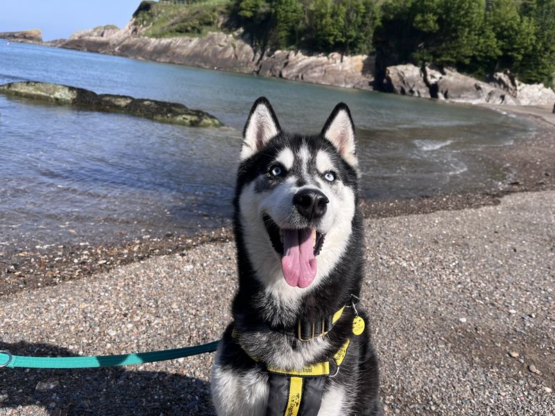 undefined | Siberian Husky | undefined - 3