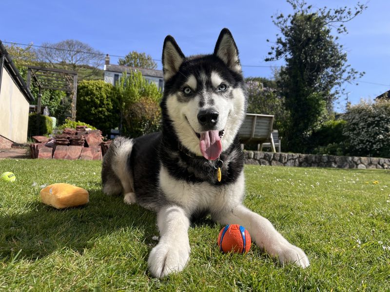 Rocky Husky | Siberian Husky | Ilfracombe - 1