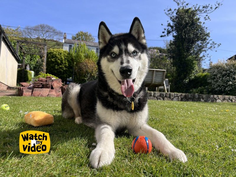 Rocky Husky | Siberian Husky | Ilfracombe - 1