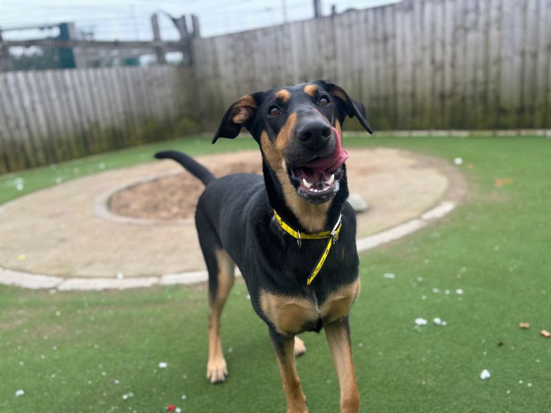 Betty | Dobermann Cross | Cardiff - 1