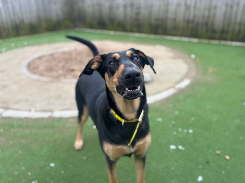 Betty - Image 2 of 4