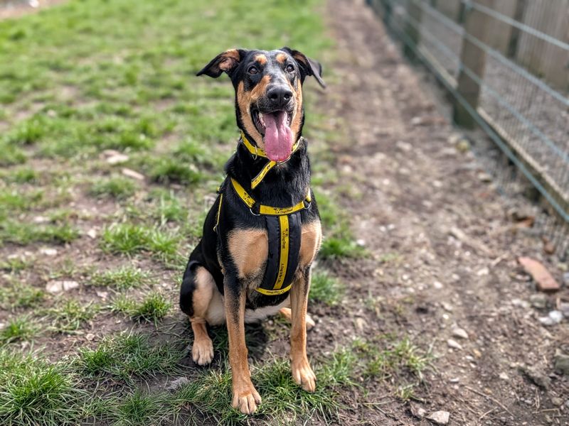 Betty, a 4 years old female Dobermann available for adoption from Dogs Trust in Splott, Wales