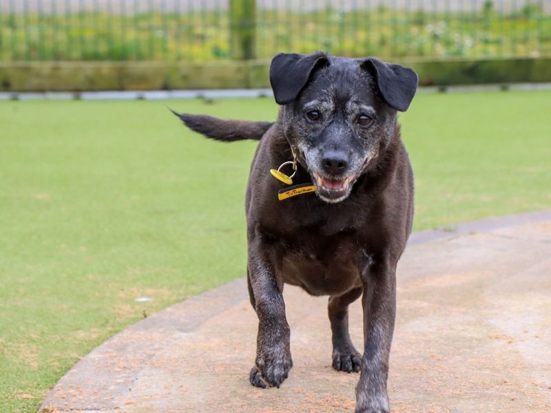 Izzy, a 8 years old female Patterdale Terrier available for adoption from Dogs Trust in Evesham, West Midlands