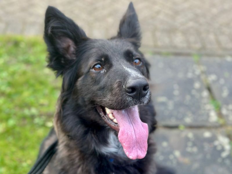 German Shepherd for adoption in Chestfield, Kent – 5 years old