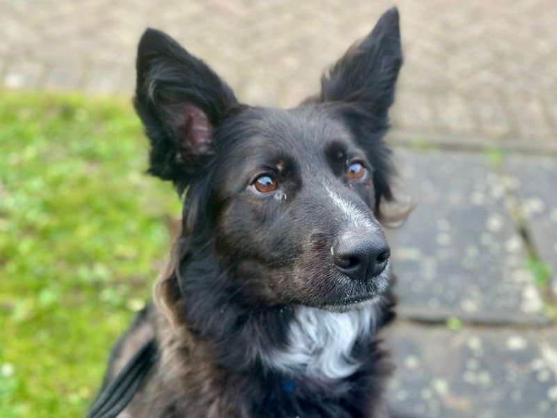 German Shepherd for adoption in Chestfield, Kent – 5 years old - Image 2 of 2