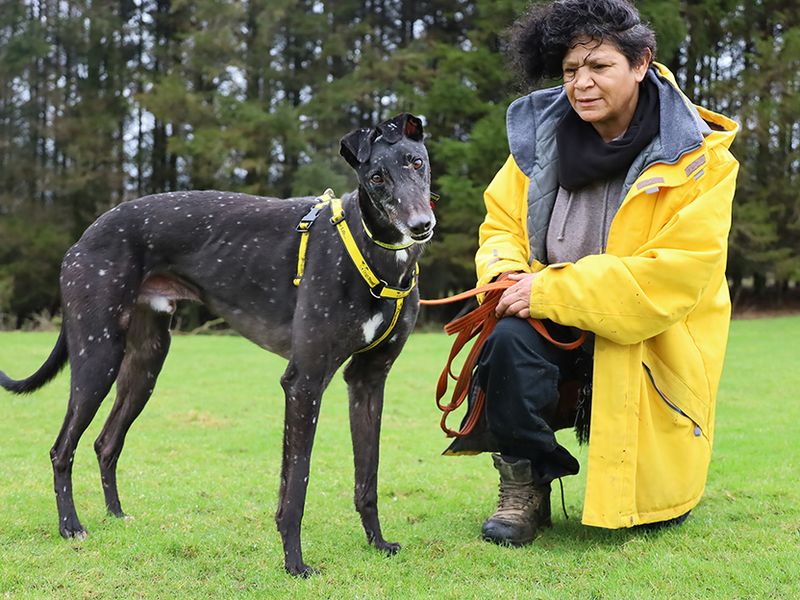Greyhound for adoption in Leeds, Kent – 2 years old - Image 4 of 4