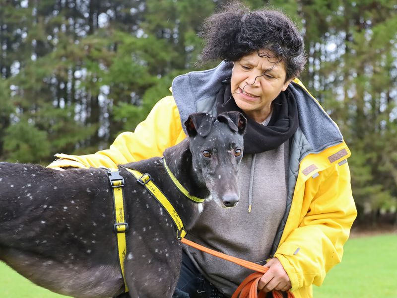 Greyhound Dogs And Puppies For Adoption