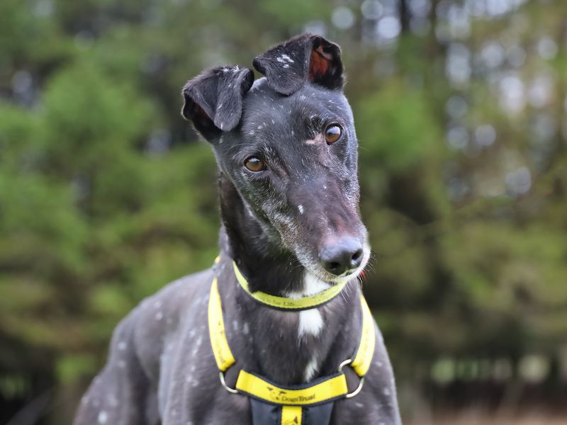 Greyhound for adoption in Leeds, Kent – 2 years old - Image 3 of 4
