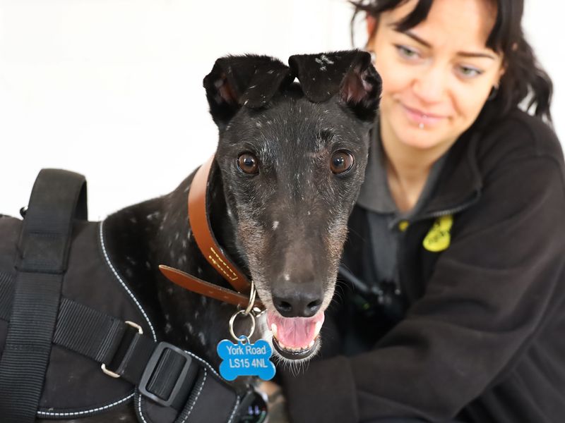 undefined | Greyhound | undefined - 2