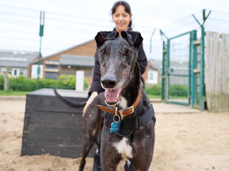undefined | Greyhound | undefined - 4
