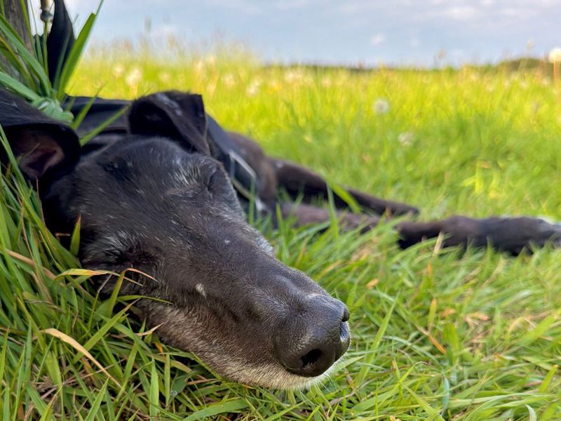 Herbie | Greyhound | Leeds - 5