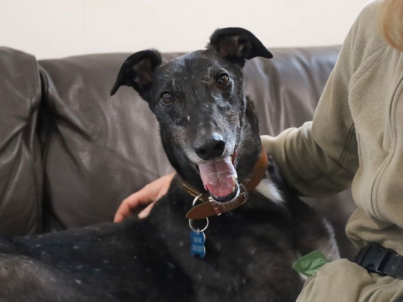 Herbie | Greyhound | Leeds - 4