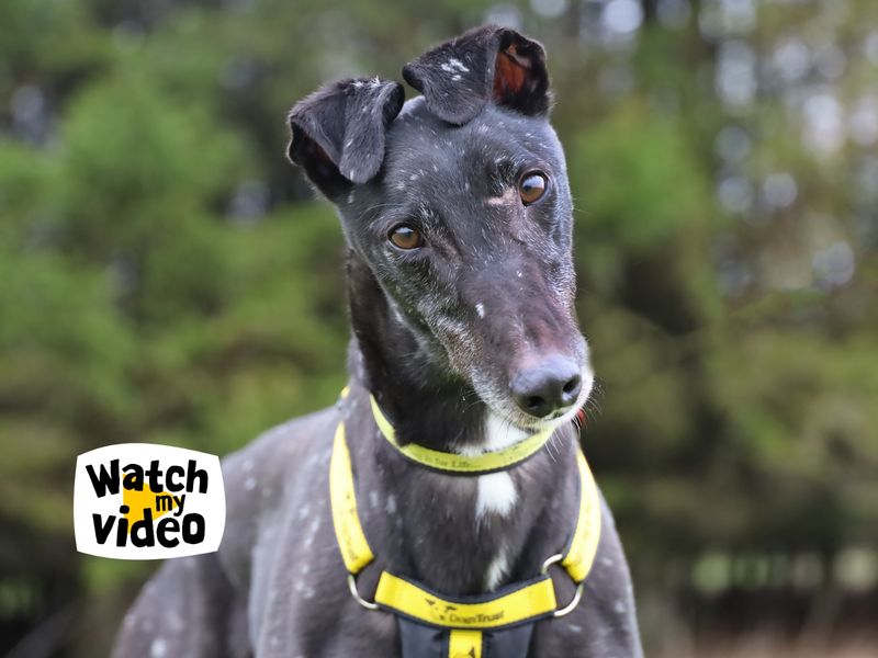 Herbie | Greyhound | Leeds - 1